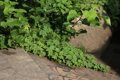 Diodia virginiana- Virginia Buttonweed