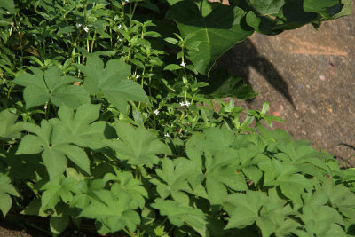 Diodia virginiana- Virginia Buttonweed