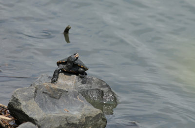 Diamondback Terrapin (male)