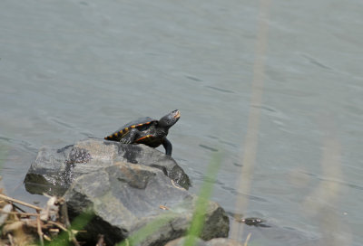 Diamondback Terrapin (male)