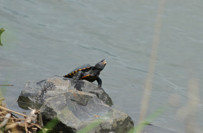 Diamondback Terrapin (male)