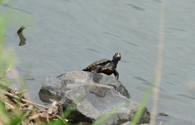 Diamondback Terrapin (male)