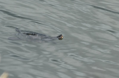 Diamondback Terrapin (male)