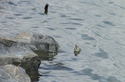 Diamondback Terrapin (female)