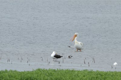 American White Pelican