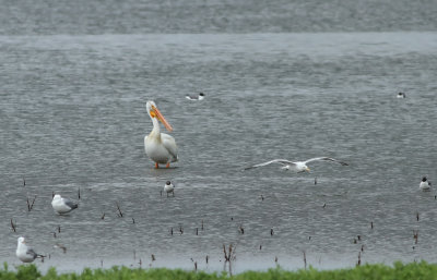 American White Pelican