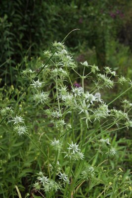 Eryngium aquaticum- Marsh Rattlesnake Master