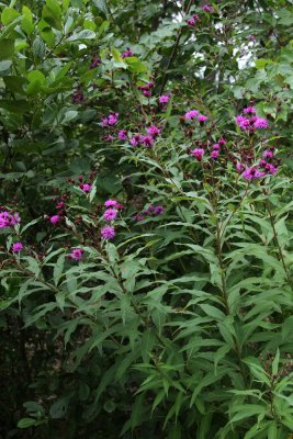 Vernonia noveboracensis- New York Ironweed