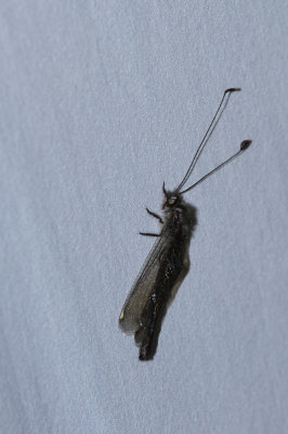 Owl Fly