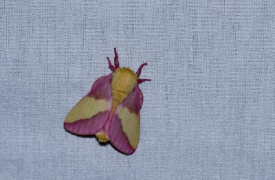 Rosy Maple Moth