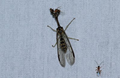 Mantis Fly