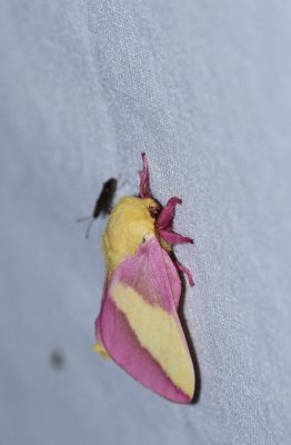 Rosy Maple Moth