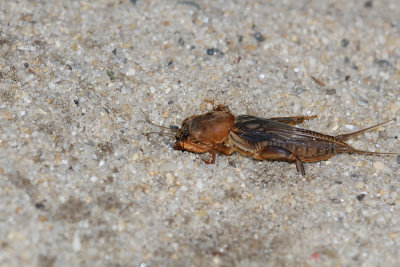 Mole Cricket