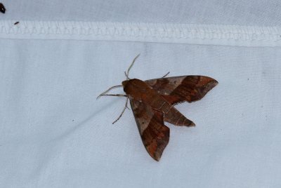 Azalea Sphinx Moth