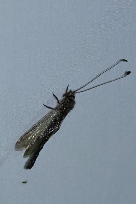 Owl Fly