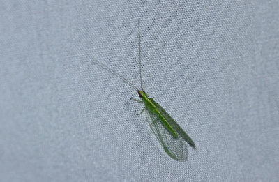 IMG_1899.jpg
