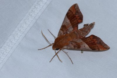 Azalea Sphinx Moth
