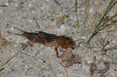 Mole Cricket