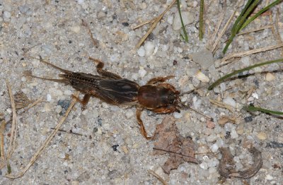 Mole Cricket
