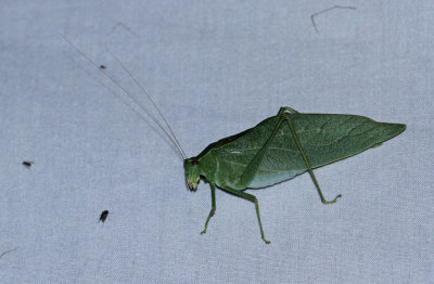 Katydid