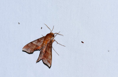 Azalea Sphinx Moth