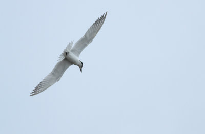 Gull-billed Tern