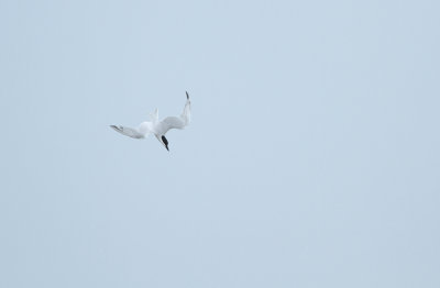 Gull-billed Tern