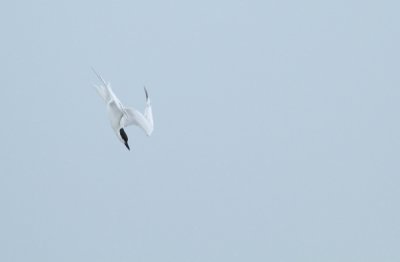 Gull-billed Tern