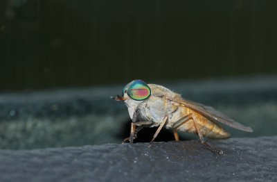 Greenhead Fly (Salt Marsh Horsefly)