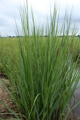 Spartina alterniflora- Salt Marsh Cordgrass