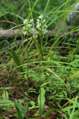 Platanthera clavellata- Green Woodland Orchid (Club Spur Orchid)