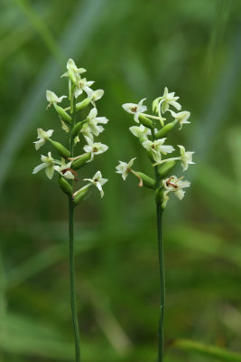 Platanthera clavellata- Green Woodland Orchid (Club Spur Orchid)
