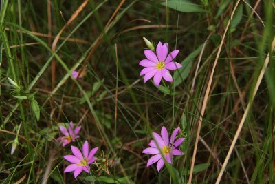 Sabatia dodecandra- Marsh Rose Gentian