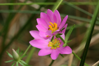 Sabatia dodecandra- Marsh Rose Gentian