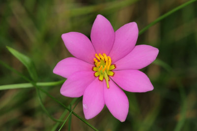 Sabatia dodecandra- Marsh Rose Gentian