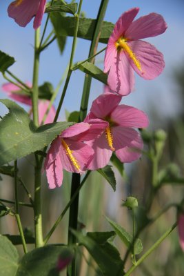 Kosteletzkya virginica- Seashore Mallow