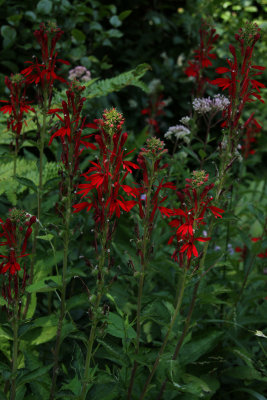 Lobelia cardinalis- Cardinal Flower