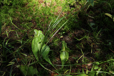 Sarracenia purpurea- Northern Pitcher Plant
