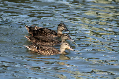 Mallards