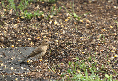 House Finch