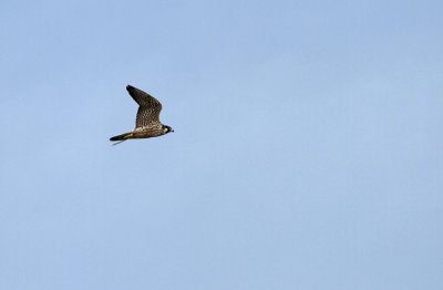 Peregrine Falcon