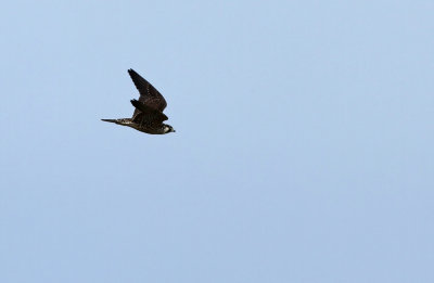 Peregrine Falcon