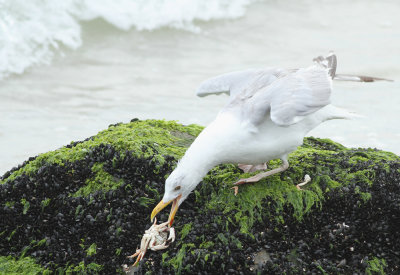 Herring Gull
