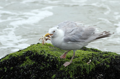 Herring Gull