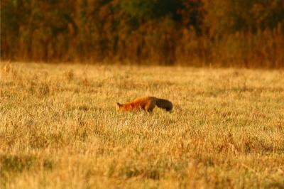 Red Fox under the setting sun