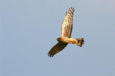 Northern Harrier