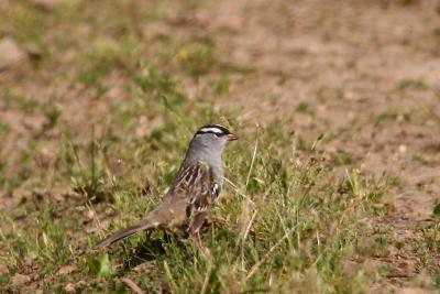 Crappy picture of White-crowned Sparrow