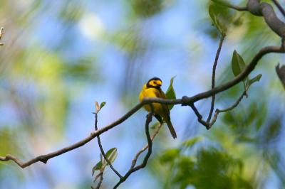 Hooded Warbler
