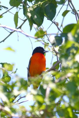 Baltimore Oriole