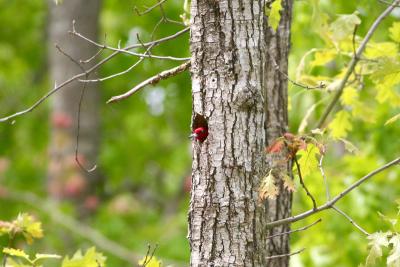 Red-headed Woodpecker